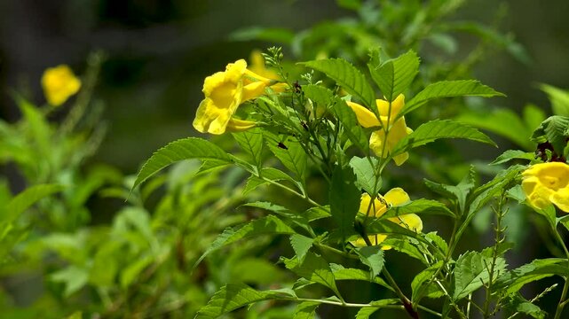 Bright yellow flowers moving on branches in the wind with green blurry background.
