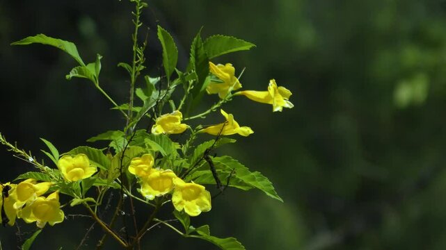 Bright yellow flowers moving on branches in the wind with green blurry background.