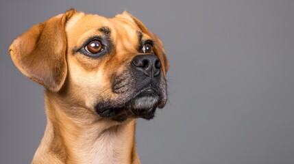 Fototapeta premium A small brown dog with a black nose and brown eyes is looking at the camera. The dog appears to be curious and attentive, as it stares directly at the viewer