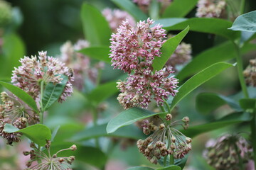 Asclepias syriaca. Green flower buds of a common milkweed.