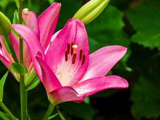 pink lily flower