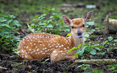 young deer fawn resting on the forest floor surrounded by greenery