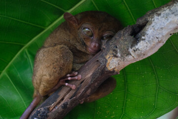 Tarsier