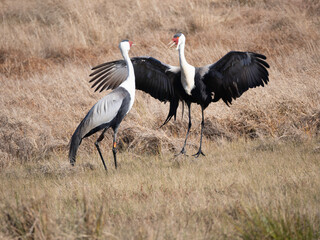 Pair of Wattled Cranes dancing