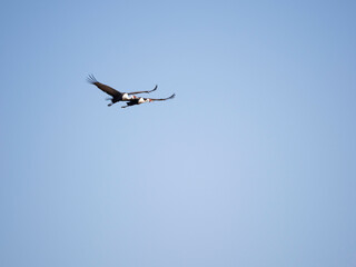 Pair of Wattled Cranes flying in blue sky