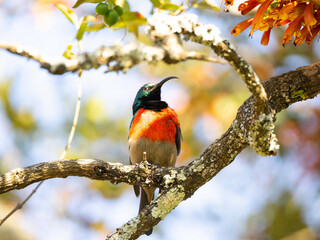 Greater Double-collared Sunbird