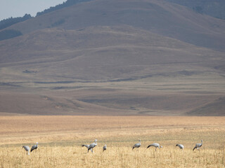 Flock of Blue Cranes