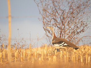 Denham's Bustard