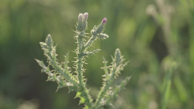 Carduus crispus. Fowers and foliage of the curly plumeless thistle.