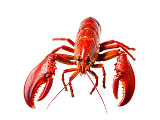 Fresh red lobster isolated on transparent background