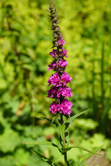 Flowering Purple loosestrife (Lythrum salicaria), family Lythraceaeand. Dutch garden in the background. Summer, July, Netherlands	