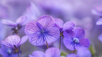 Close-up of vibrant violet flowers with detailed petals and a stunning deep purple hue.