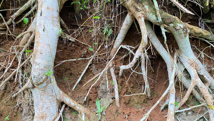 The spreading root system on a old tree in a forest. The variety of shapes in a wild nature. Root background for the various kinds of collages. Amazing and Chaos Tree Roots.