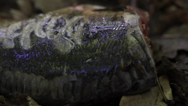 Abandoned fish in the forest with insects and flies, carrion
