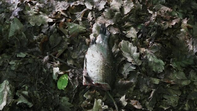 Abandoned fish in the forest with insects and flies, carrion