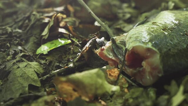 Abandoned fish in the forest with insects and flies, carrion