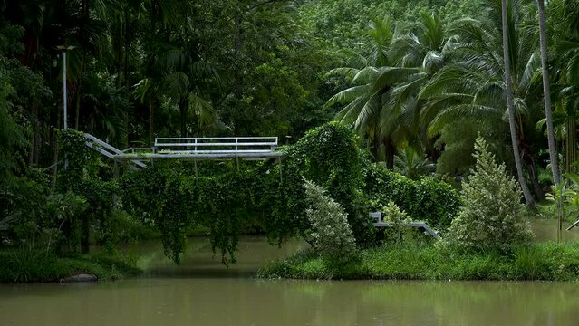 Abandoned wooden bridge overgrown by vine tree above the lake with jongle forest in the background.