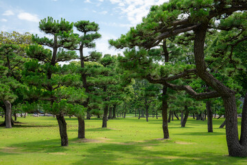 Obraz premium Japanese Pine Trees 