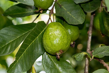 Guava on tree, naturally grown organic guava in Sri Lanka , tropical fruits 