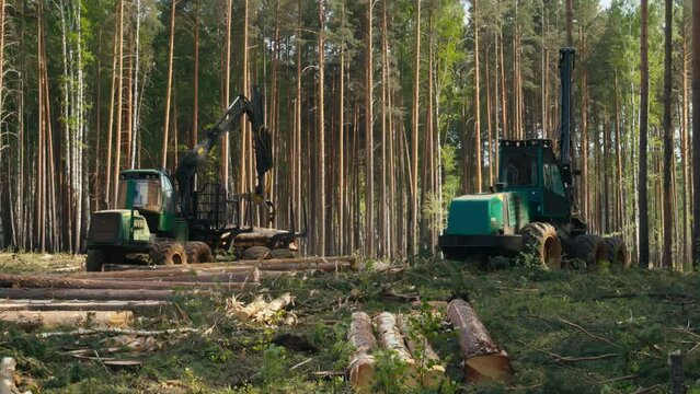 Tractors Logging Tree Trunks In Forest. Mechanical Gripper Takes Wood And Put It In Pile. Works For Wood Production. Felling Plants For Wood Production. Wood Production Provides Building Materials.