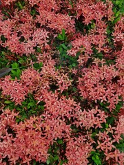 Closeup of red  flower on blurred green background with copy space using as background natural flora landscape, ecology cover page concept.