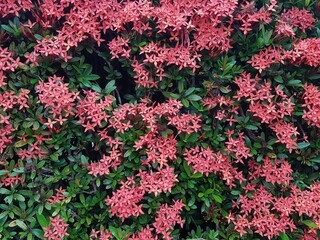 Closeup of red  flower on blurred green background with copy space using as background natural flora landscape, ecology cover page concept.