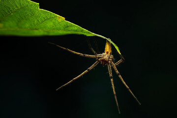 The nursery web spider. Spider. Pisaura mirabilis. Close up nature. Nature background.