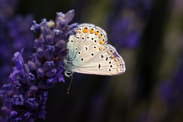 Butterfly. Polyommatus icarus. Common Blue. Macro nature. Nature background. 