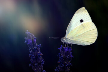 Butterfly. Pieris pseudorapae. False Small White. Macro nature. Nature background. 