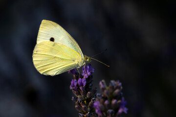 Butterfly. Pieris pseudorapae. False Small White. Macro nature. Nature background. 