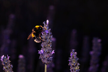 Bumblebee. Bombus. Bombus terrestris. Nature background.   