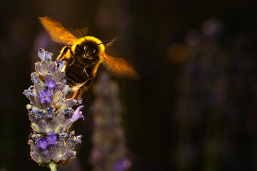 Bumblebee. Bombus. Bombus terrestris. Nature background.   