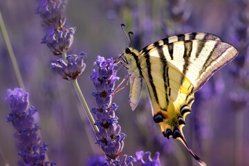 Iphiclides podalirius. Scarce Swallowtail. Macro nature. Nature background. 