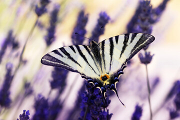 Iphiclides podalirius. Scarce Swallowtail. Macro nature. Nature background. 