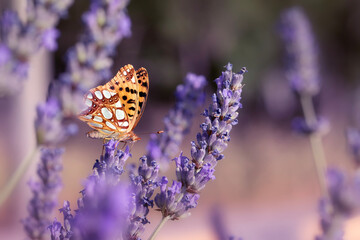 Issoria lathonia. Queen of Spain fritillary. Macro nature. Nature background. 