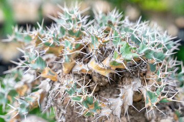 The Euphorbia lactea, commonly known as the coral cactus or stick cactus, captivates with its sculptural form and exotic charm. This striking succulent, with its crest-like structure and spiny edges
