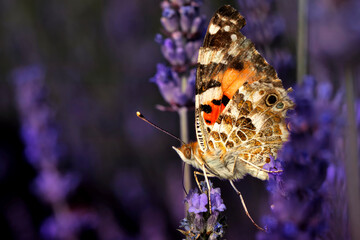 Butterfly. Painted Lady. Vanessa cardui. Macro nature. Nature background. 