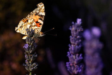 Butterfly. Painted Lady. Vanessa cardui. Macro nature. Nature background. 