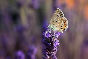 Butterfly. Polyommatus icarus. Common Blue. Macro nature. Nature background. 