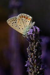 Butterfly. Polyommatus icarus. Common Blue. Macro nature. Nature background. 