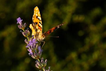 Butterfly. Painted Lady. Vanessa cardui. Macro nature. Nature background. 