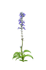 Blue flower plant isolated