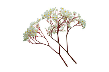 White flower branch isolated