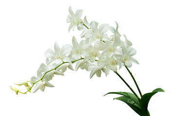 White orchid flower isolated