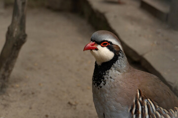 Obraz premium Red-legged partridge Alectoris rufa.