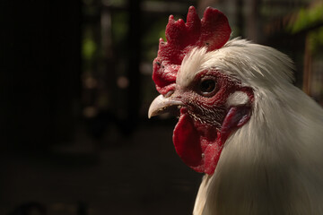 Beautiful rooster on the yard, cock, hen