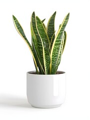 Snake Plant with upright, yellowish green leaves, planted in a white minimalist pot