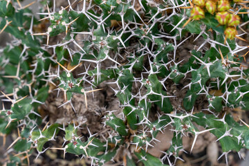 The Euphorbia lactea, commonly known as the coral cactus or stick cactus, captivates with its sculptural form and exotic charm. This striking succulent, with its crest-like structure and spiny edges