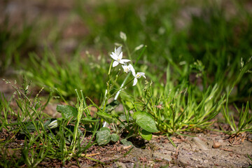 Bright green spring blooming nature of flowers and trees.