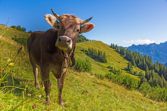 Kuh - Allg&auml;u - lustig - Alpen 